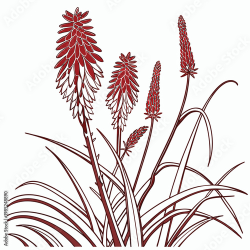 red hot poker vector