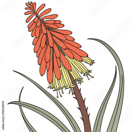 red hot poker colorful on white background