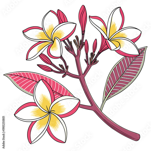 plumeria colorful