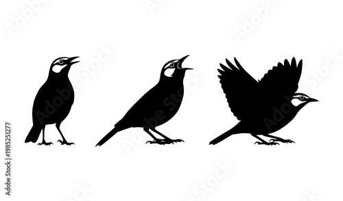 Set of lark bird silhouettes in perched singing and flying poses isolated on white background