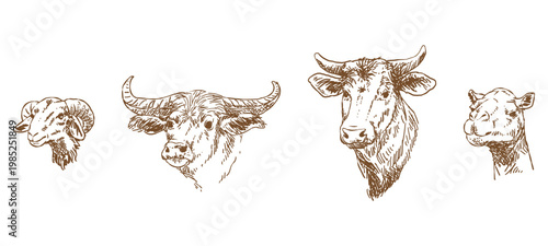 Detailed engraving style ink drawings of domestic animal heads. Features a horned ram, water buffalo, dairy cow, and camel. for vintage farm labels, organic product packaging, and Eid al-Adha.
