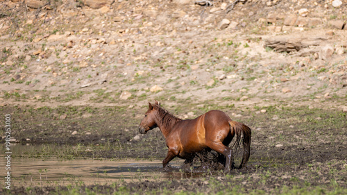 Fotografía Chestnut wild horse stallion wading in the muddy water of Black Canyon Lake in t