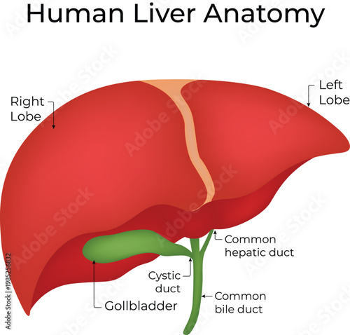Human Liver Anatomy Vector Illustration