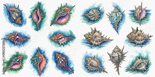 Collection of various seashells with unique shapes and vibrant colors, perfect for marine-themed designs.