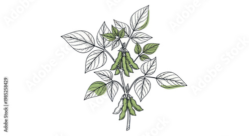 Soybean plant with pods and leaves, hand-drawn illustration on white background