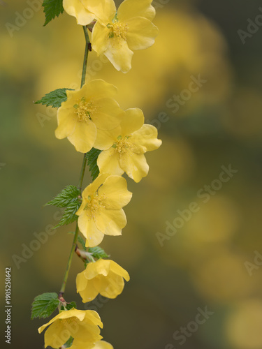 枝垂れる一重のヤマブキ