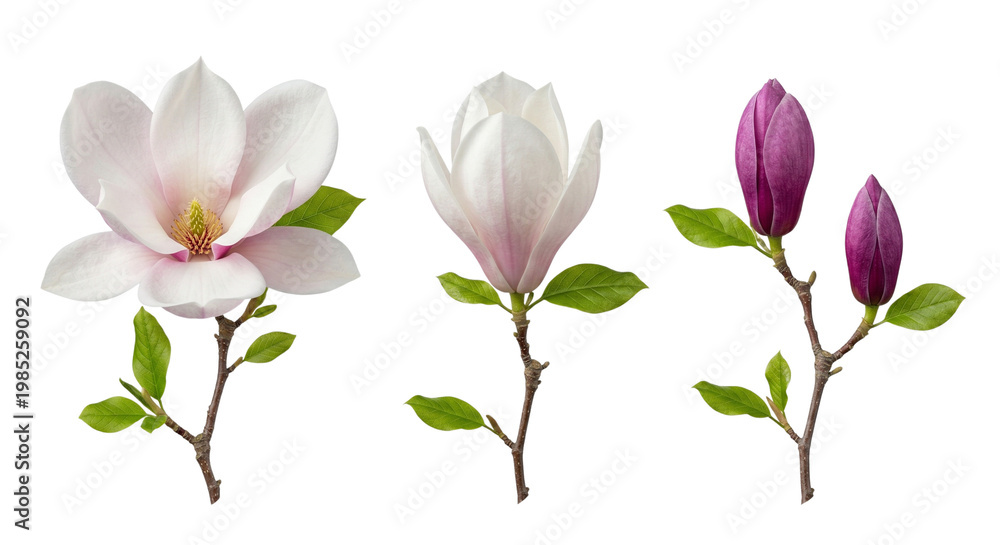 Fototapeta premium Magnolia Flowers and Buds on Branches, Isolated White Background