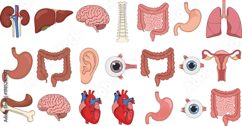 Human Internal Organ Anatomy Icon Set with Brain Heart Lung Kidney Liver Stomach Eye and Intestine Elements
