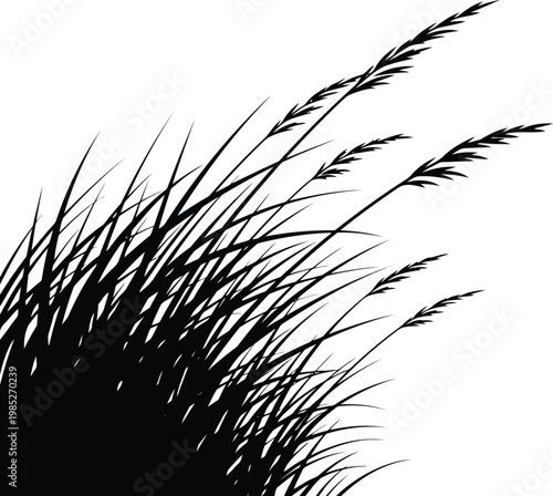 Fotografie Black silhouette of wild meadow grass and reed plants isolated on white backgrou