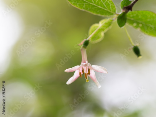 日本の山地に咲くウグイスカズラ