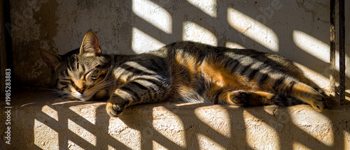 Striped tabby cat peacefully sleeping on a sunlit textured ledge, intricate shadows falling across its fur and the wall