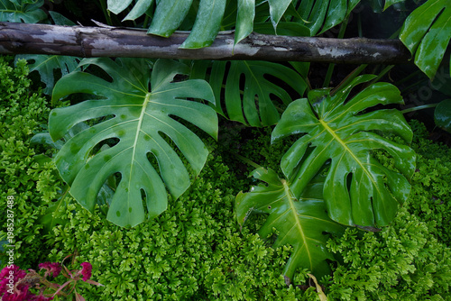 Fotografi Tropical moss and fern garden with unique waterfalls and humid loving plants and