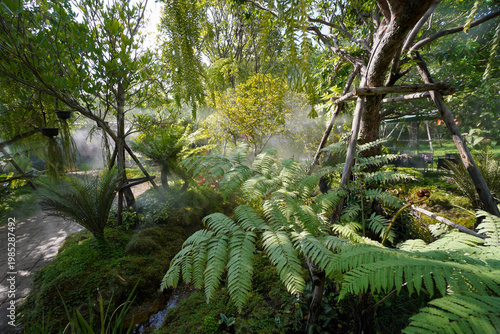 Photography Tropical moss and fern garden with unique waterfalls and humid loving plants and