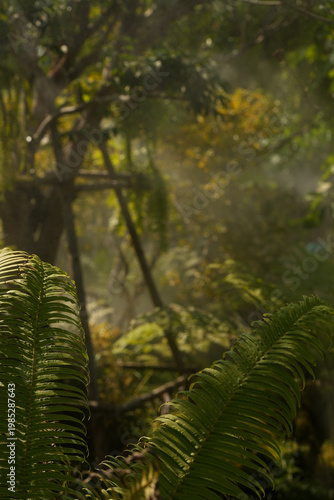 Фотография Tropical moss and fern garden with unique waterfalls and humid loving plants and
