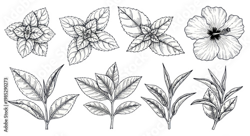 Herbal Tea Collection: Hand-Drawn Botanical Illustrations of Mint, Basil, and Hibiscus