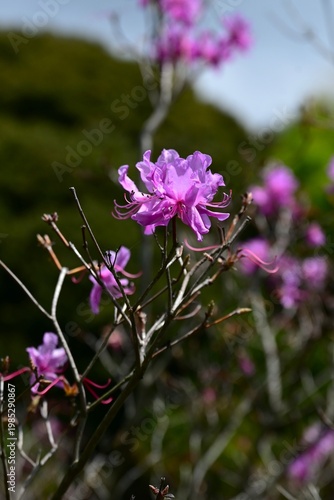 Rhododendron dilatatum flowers. Ericaceae deciduous shrub. It produces pink flowers in spring before the leaves appear.
