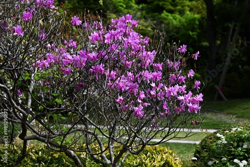Rhododendron dilatatum flowers. Ericaceae deciduous shrub. It produces pink flowers in spring before the leaves appear.