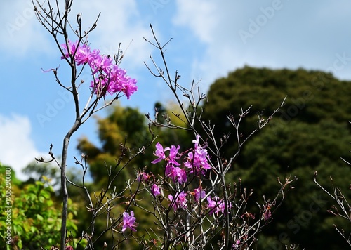 Rhododendron dilatatum flowers. Ericaceae deciduous shrub. It produces pink flowers in spring before the leaves appear.