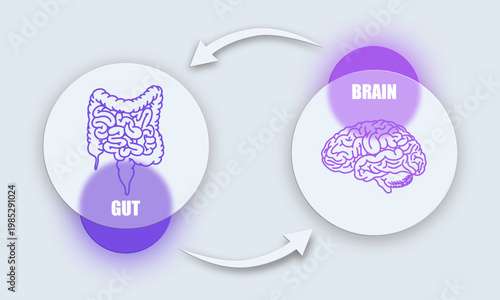 Gut-brain connection. The enteric nervous system in the human body. Signals from the brain to the digestive tract. Glass design for medical posters, clinics, or science studies.