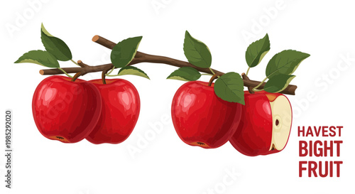 Ripe Red Apples on a Branch with Leaves, One Apple Partially Eaten