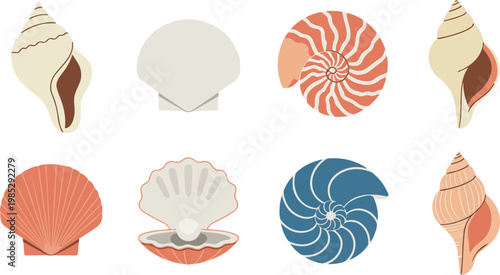 Minimalist seashell illustration set of spiral scallop and nautilus shells in two rows on white background