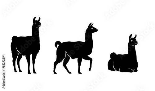 Set of llama silhouettes in standing walking and sitting poses isolated on white background