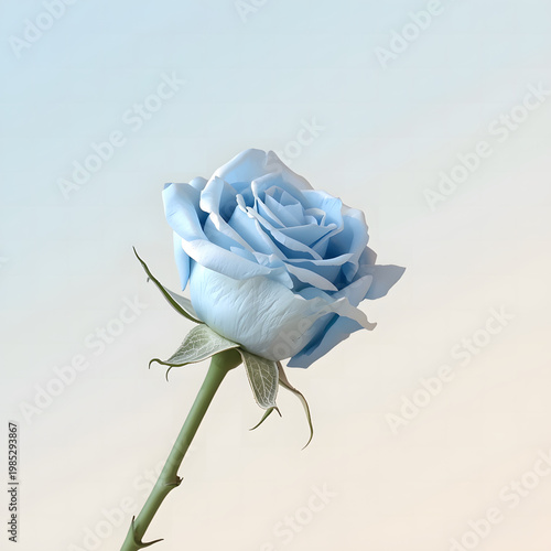 single white rose