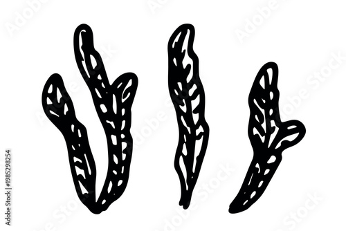 Hand drawn sea coral and seaweed doodle Tropical underwater flora, aquarium plants, ocean plant, algae, coral reef, leaves, branches