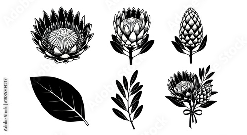 Black and white protea flowers.