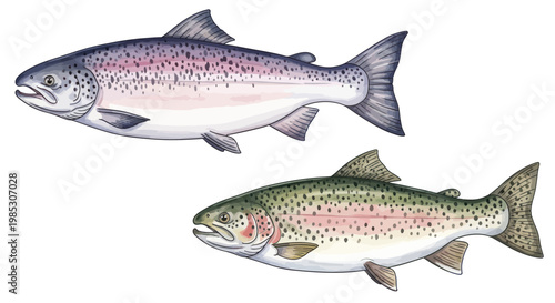 Two Salmon Fish Illustration, Watercolor Style, Isolated on White Background