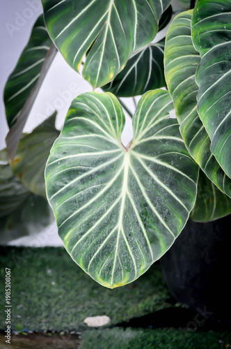 Philodendron gloriosum or Philodendron erubescens K Koch and Augustin, Philodendron or ARACEAE