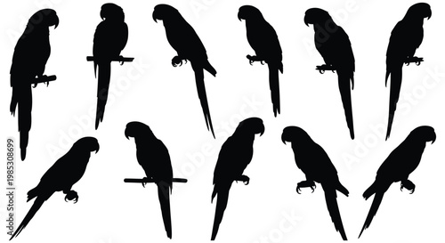 Detailed black silhouette vector illustration set showing different poses of various exotic macaw parrots 