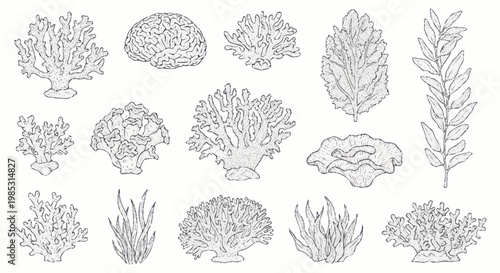 Collection of hand-drawn coral reef elements and underwater plants.