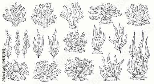 Collection of hand drawn coral reef plants and seaweeds.