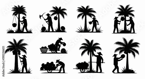 Coconut Harvest Silhouettes Farmers Working Palm Trees.