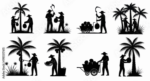 Coconut Harvest Silhouettes Farmers Working Palm Trees.
