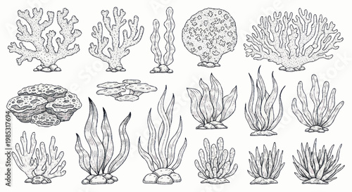 Collection of hand drawn coral reef plants and seaweeds.