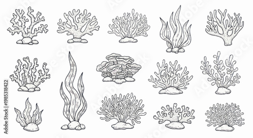 Collection of hand drawn coral reef plants and seaweeds.