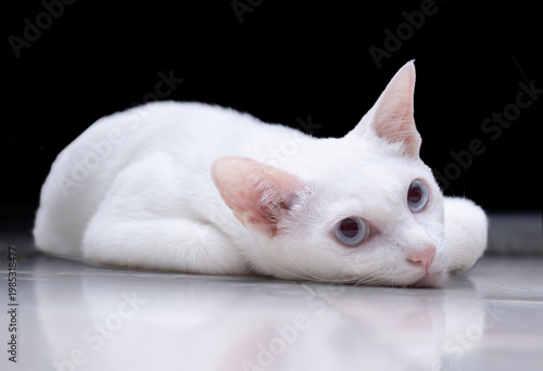 
An elegant white cat with blue eyes lies comfortably on a glossy floor, creating a clear reflection. The dark background enhances the high-contrast studio portrait of this beautiful, calm pet.