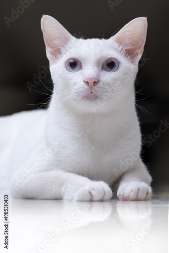 
An elegant white cat with blue eyes lies comfortably on a glossy floor, creating a clear reflection. The dark background enhances the high-contrast studio portrait of this beautiful, calm pet.