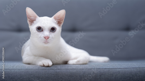 
A beautiful white cat with blue eyes relaxes on a soft gray sofa. This high-quality portrait captures a peaceful domestic moment, highlighting the pet's elegant fur and calm, cozy home environment.