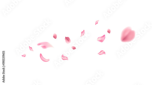 flying petal pink sakura on white background