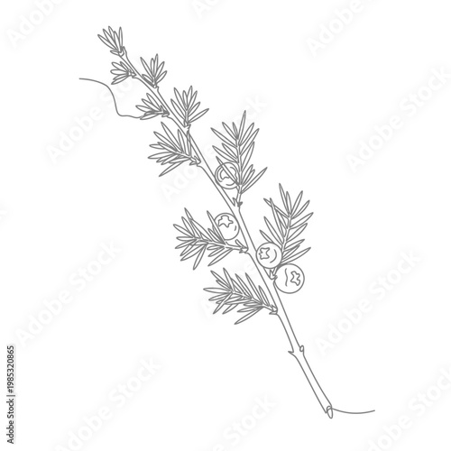 Minimalist Dried Juniper Twig Continuous Line Art for Gin Botanicals and Organic Wellness Art
