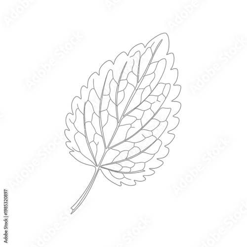 Minimalist Dried Lemon Balm Leaf Continuous Line Art for Herbal Remedies and Calming Tea Concepts