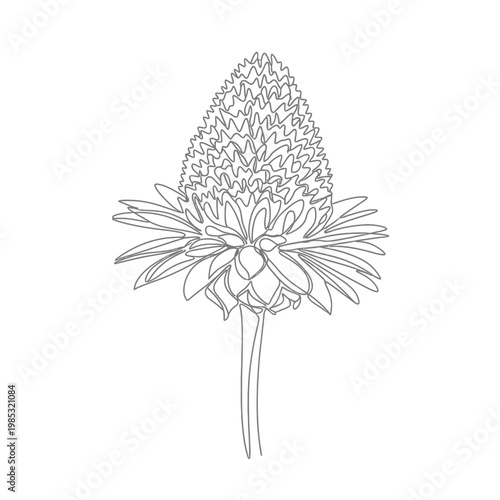 Minimalist Dried Spilanthes Flower Continuous Line Art for Natural Remedies and Botanical Graphics