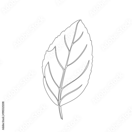 Minimalist Dried Yerba Mate Leaf Continuous Line Art for Energy Tea and South American Botanicals