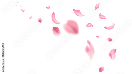 flying petal pink sakura on white background