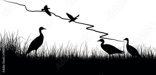 Black Bird Silhouette Vector Illustration with Ducks and Geese in Tall Grass Marshland for Hunting Season Graphics and Nature Conservation Designs