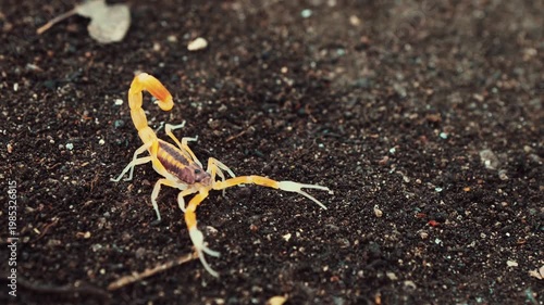 Antique rusty railway track switch mechanism resting in weeds