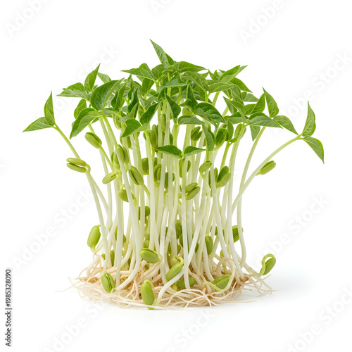 Freshly Sprouted Mung Bean Sprouts A Healthy Culinary Ingredient.